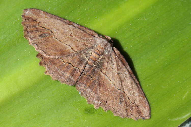 Menophra abruptaria: Bild 14