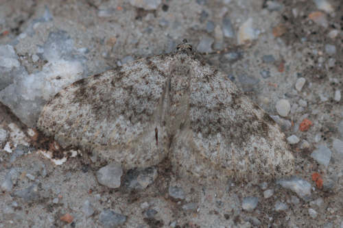 Coenotephria ablutaria hangayi: Bild 15