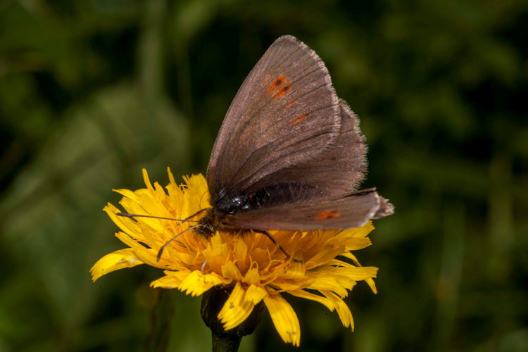 Erebia epiphron aetheria: Bild 13