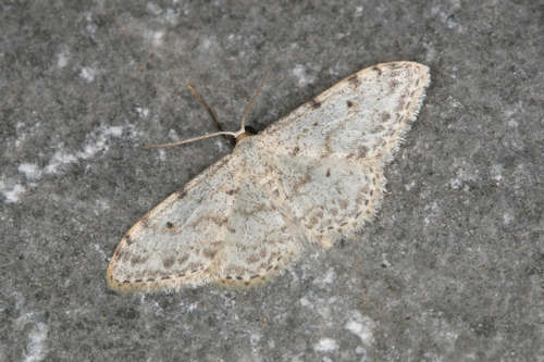 Idaea camparia: Bild 7