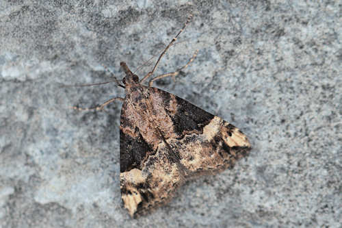 Hypena obsitalis: Bild 2