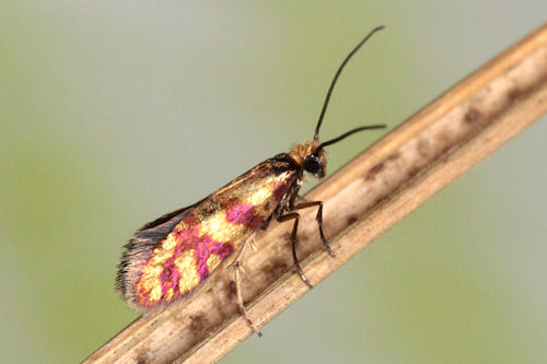 Micropteryx tunbergella: Bild 1