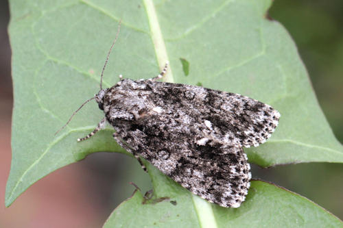 Acronicta rumicis: Bild 11