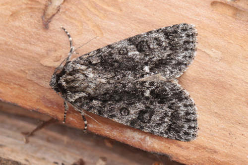 Acronicta rumicis: Bild 12