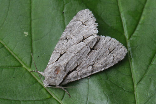 Acronicta psi: Bild 8