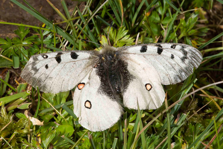 Selenia lunularia: Bild 7