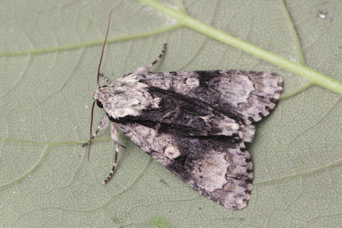 Acronicta alni: Bild 6