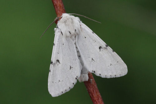 Acronicta leporina: Bild 1