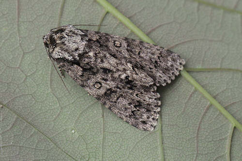 Acronicta rumicis: Bild 3