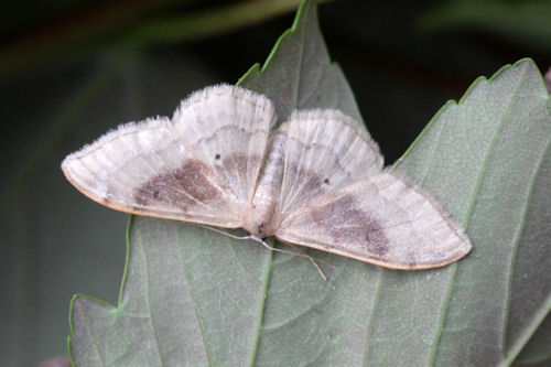 Idaea degeneraria: Bild 32