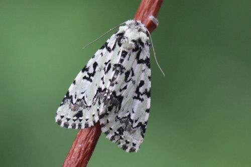 : Bild 76