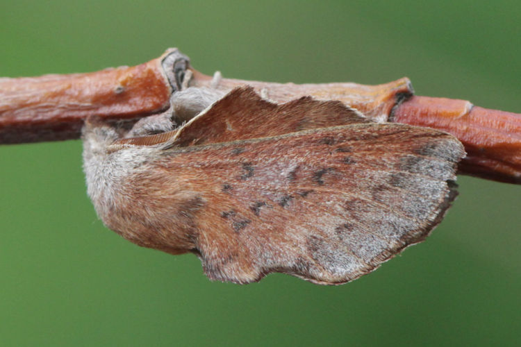 Phyllodesma tremulifolia: Bild 2