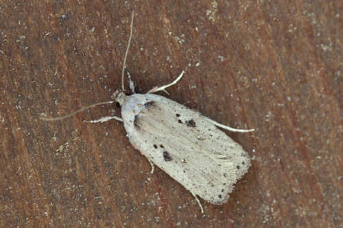 Agonopterix yeatiana: Bild 1