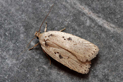 Agonopterix yeatiana: Bild 2