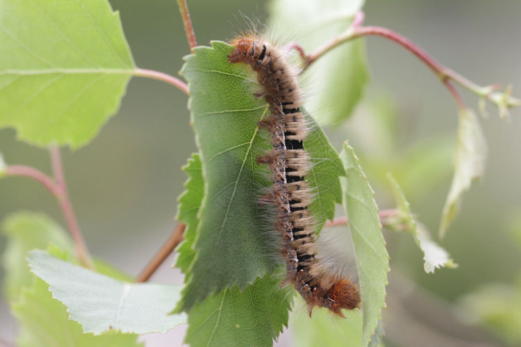Lasiocampa quercus: Bild 11