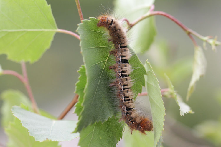 Lasiocampa quercus: Bild 14