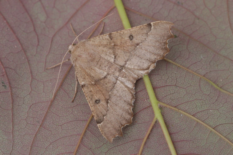 Odontopera bidentata: Bild 6