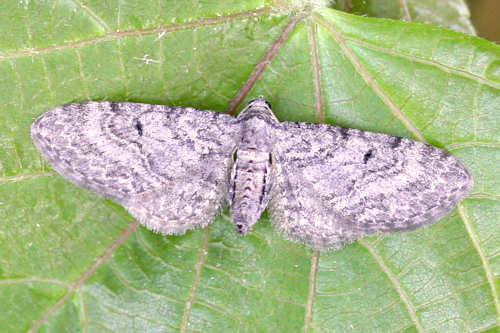 Eupithecia egenaria: Bild 2