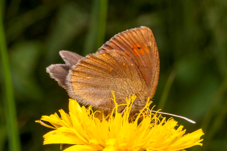 Erebia epiphron aetheria: Bild 14