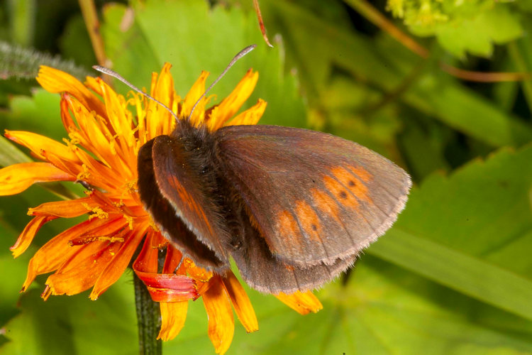 Erebia epiphron aetheria: Bild 11