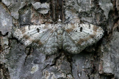 Eupithecia analoga: Bild 1