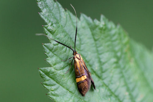 Nemophora degeerella: Bild 3