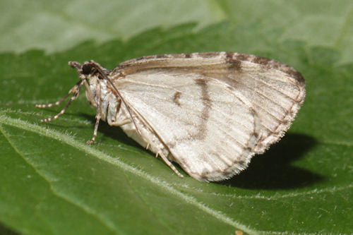 Hydriomena impluviata: Bild 14