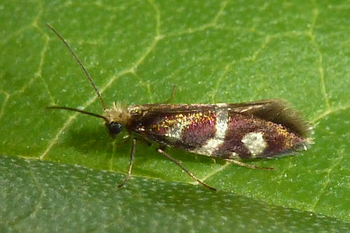 Micropteryx schaefferi: Bild 1