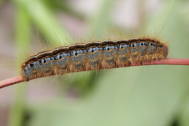Malacosoma neustria: Bild 9