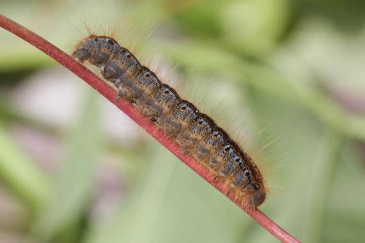 Malacosoma neustria: Bild 10
