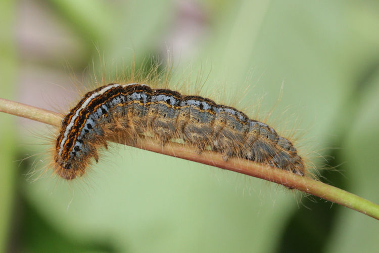 Malacosoma neustria: Bild 11