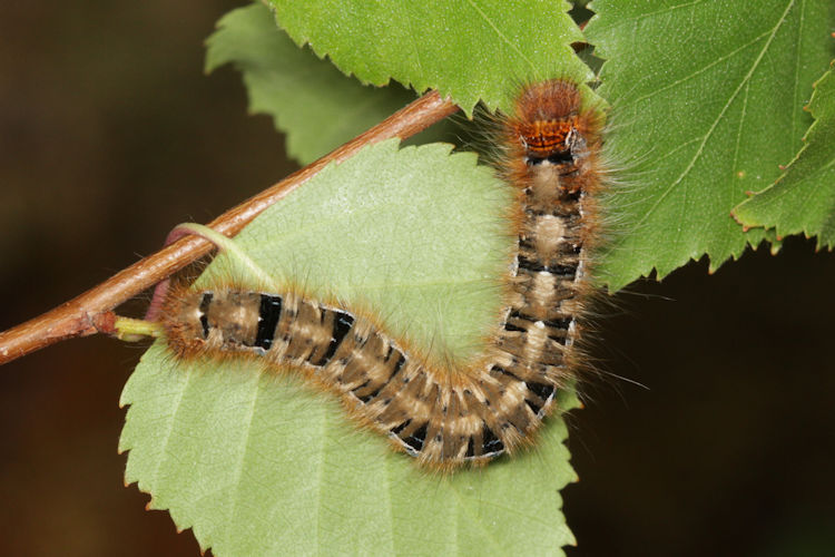 Lasiocampa quercus: Bild 12