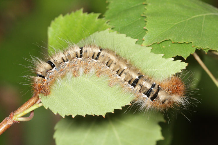 Lasiocampa quercus: Bild 16