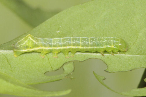 Amphipyra pyramidea: Bild 1