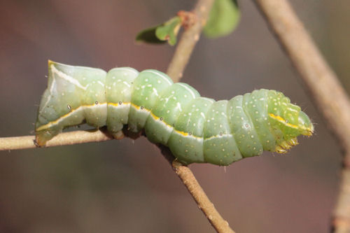 Amphipyra pyramidea: Bild 2