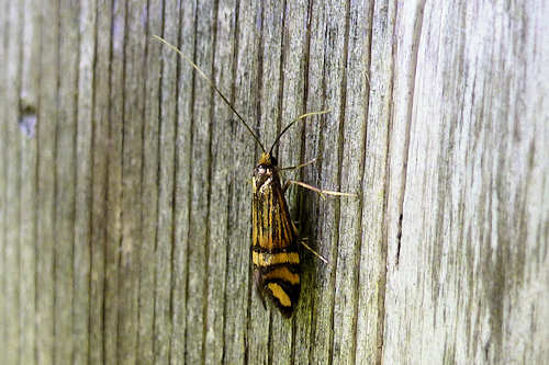 Nemophora ochsenheimerella: Bild 1