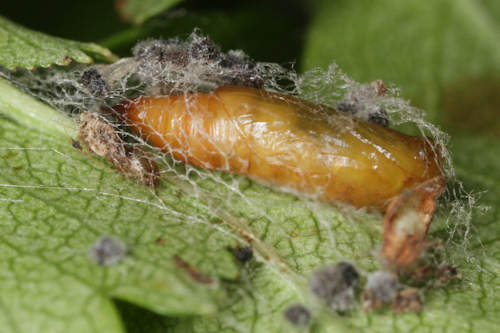 Gymnoscelis rufifasciata: Bild 47