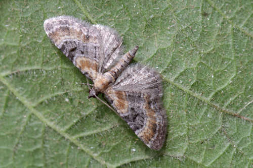 Eupithecia linariata: Bild 6