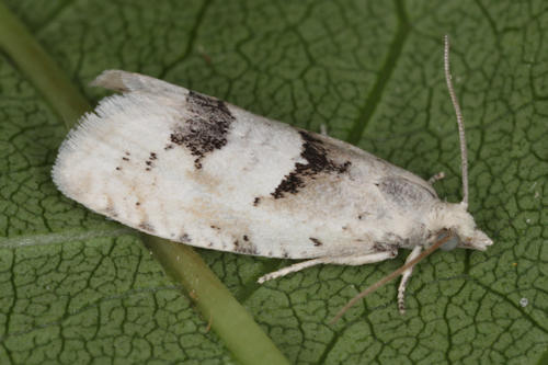 Epinotia bilunana: Bild 1