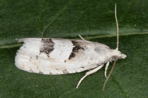 Epinotia bilunana: Bild 2