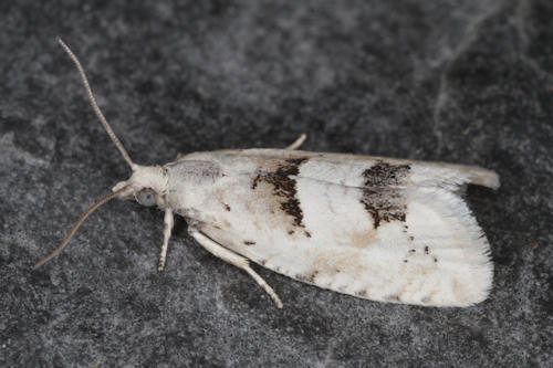 Epinotia bilunana: Bild 3