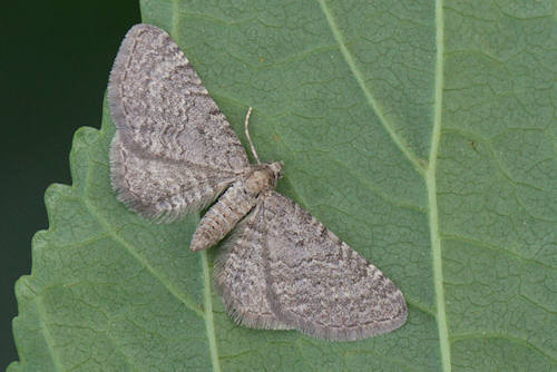 Eupithecia plumbeolata: Bild 4