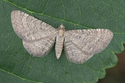 Eupithecia plumbeolata: Bild 5
