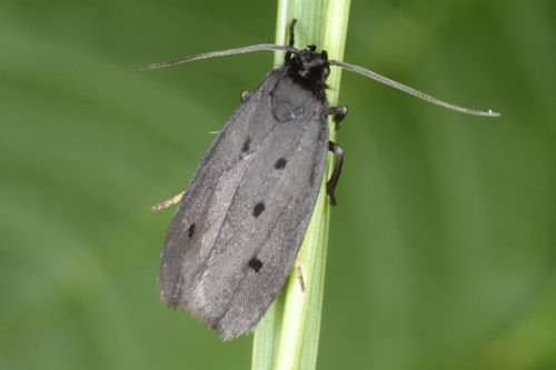 Ethmia chrysopygella: Bild 2