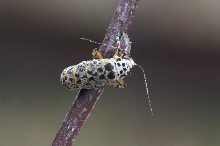 Erannis defoliaria: Bild 14