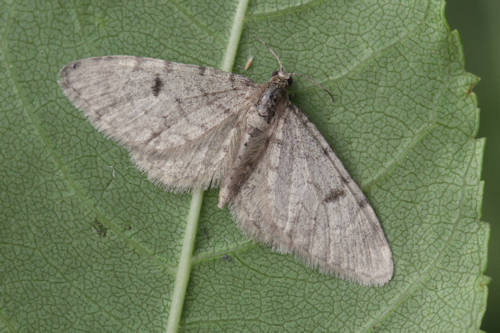 Eupithecia indigata: Bild 2