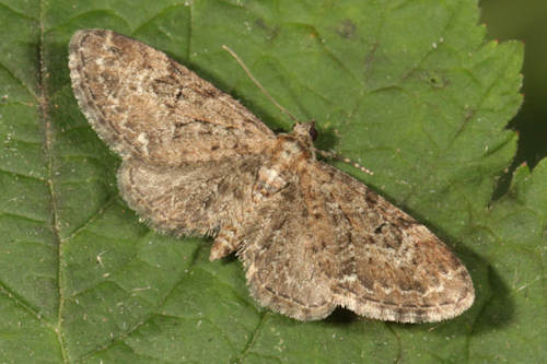 Eupithecia vulgata: Bild 18