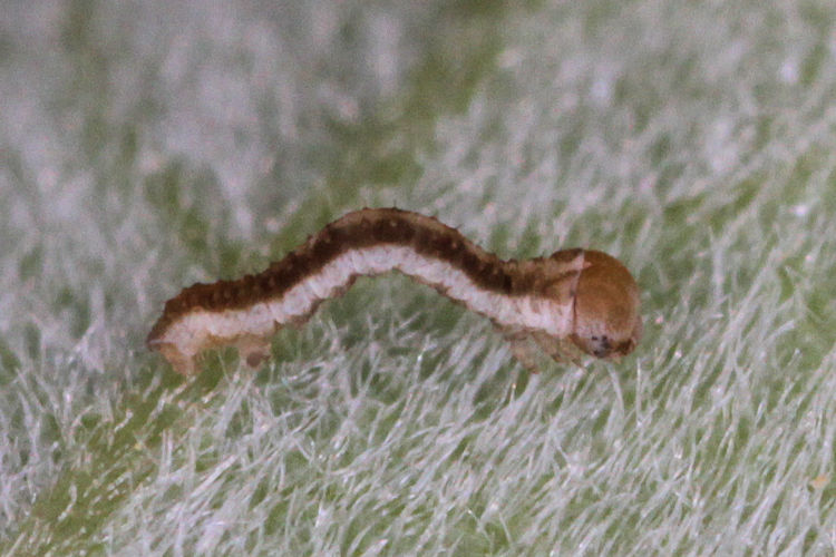 Opisthograptis luteolata: Bild 4