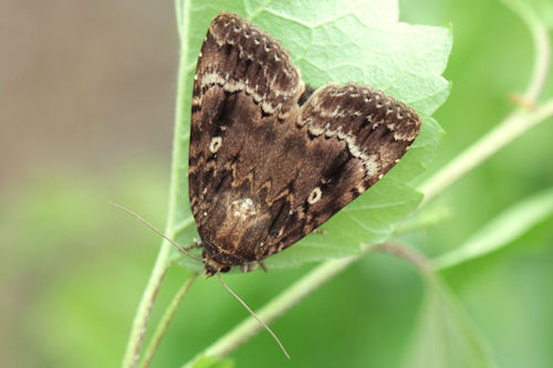 Amphipyra pyramidea: Bild 4