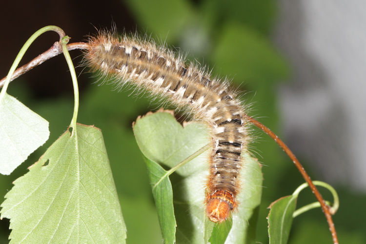 Lasiocampa quercus: Bild 1